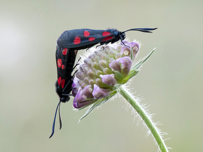 <i class='fa fa-user'></i>&nbsp;Mignon-Creative&nbsp;|  Valse Vijfvlek-sint-jansvlinder&nbsp; <i class='fa fa-eye'>&nbsp;83</i> &nbsp;<i class='fa fa-thumbs-up'>&nbsp;3</i> &nbsp; <i class='fa fa-comment-o'>&nbsp;1</i>