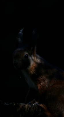 <i class='fa fa-user'></i>&nbsp;Ruben de Bruijn&nbsp;|  Eekhoorn&nbsp; <i class='fa fa-eye'>&nbsp;171</i> &nbsp;<i class='fa fa-thumbs-up'>&nbsp;1</i> &nbsp; <i class='fa fa-comment-o'>&nbsp;8</i>