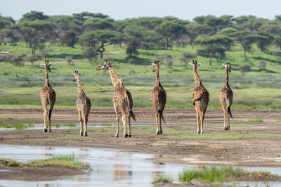 <i class='fa fa-user'></i>&nbsp;harrie69&nbsp;|  Giraffe&nbsp; <i class='fa fa-eye'>&nbsp;126</i> &nbsp;<i class='fa fa-thumbs-up'>&nbsp;1</i> &nbsp; <i class='fa fa-comment-o'>&nbsp;6</i>