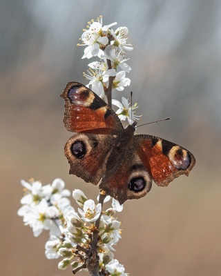 <i class='fa fa-user'></i>&nbsp;Johan van Gurp&nbsp;|  Dagpauwoog&nbsp; <i class='fa fa-eye'>&nbsp;88</i> &nbsp;<i class='fa fa-thumbs-up'>&nbsp;7</i> &nbsp; <i class='fa fa-comment-o'>&nbsp;5</i>