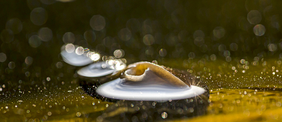 Nature picture: 1. Lymnaea stagnalis / Poelslak / Great Pound Snail