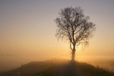 <i class='fa fa-user'></i>&nbsp;Nel R&nbsp;|  Eenzame boom&nbsp; <i class='fa fa-eye'>&nbsp;107</i> &nbsp;<i class='fa fa-thumbs-up'>&nbsp;10</i> &nbsp; <i class='fa fa-comment-o'>&nbsp;10</i>