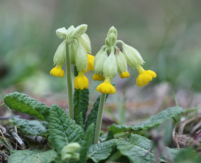 <i class='fa fa-user'></i>&nbsp;Paul Vandebroek&nbsp;|  Gulden Sleutelbloem&nbsp; <i class='fa fa-eye'>&nbsp;84</i> &nbsp;<i class='fa fa-thumbs-up'>&nbsp;7</i> &nbsp; <i class='fa fa-comment-o'>&nbsp;8</i>