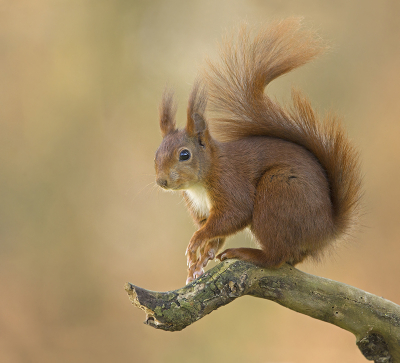 <i class='fa fa-user'></i>&nbsp;Luc Meert&nbsp;|  Eekhoorn&nbsp; <i class='fa fa-eye'>&nbsp;97</i> &nbsp;<i class='fa fa-thumbs-up'>&nbsp;6</i> &nbsp; <i class='fa fa-comment-o'>&nbsp;5</i>