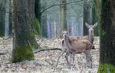 <i class='fa fa-user'></i>&nbsp;nelappelmelk&nbsp;|  Edelhert&nbsp; <i class='fa fa-eye'>&nbsp;99</i> &nbsp;<i class='fa fa-thumbs-up'>&nbsp;2</i> &nbsp; <i class='fa fa-comment-o'>&nbsp;3</i>