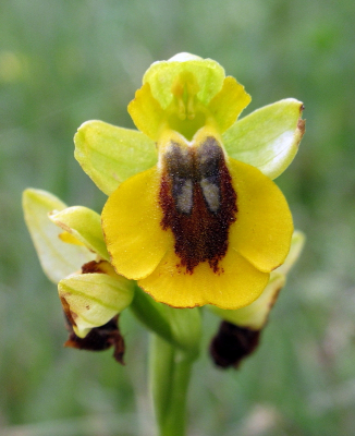 Tijdens  onze reis in Andalusië hebben we prachtige orchideeën gevonden, waaronder deze mooi gele ophrys.