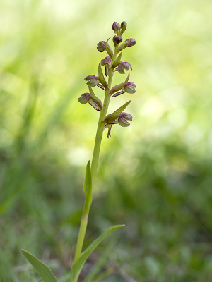 <i class='fa fa-user'></i>&nbsp;Mignon-Creative&nbsp;|  Groene Nachtorchis&nbsp; <i class='fa fa-eye'>&nbsp;77</i> &nbsp;<i class='fa fa-thumbs-up'>&nbsp;2</i> &nbsp; <i class='fa fa-comment-o'>&nbsp;4</i>