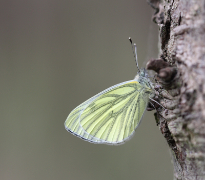 <i class='fa fa-user'></i>&nbsp;Paul Vandebroek&nbsp;|  Klein Geaderd Witje&nbsp; <i class='fa fa-eye'>&nbsp;65</i> &nbsp;<i class='fa fa-thumbs-up'>&nbsp;3</i> &nbsp; <i class='fa fa-comment-o'>&nbsp;3</i>