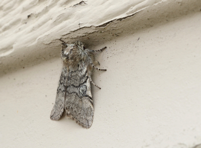 <i class='fa fa-user'></i>&nbsp;Ad Sprang&nbsp;|  Lente-orvlinder&nbsp; <i class='fa fa-eye'>&nbsp;72</i> &nbsp;<i class='fa fa-thumbs-up'>&nbsp;2</i> &nbsp; <i class='fa fa-comment-o'>&nbsp;7</i>