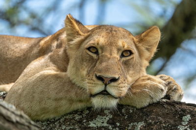 <i class='fa fa-user'></i>&nbsp;harrie69&nbsp;|  Leeuw&nbsp; <i class='fa fa-eye'>&nbsp;122</i> &nbsp;<i class='fa fa-thumbs-up'>&nbsp;8</i> &nbsp; <i class='fa fa-comment-o'>&nbsp;8</i>