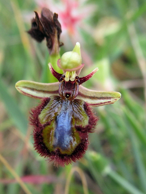 Zoals ik eerder al schreef, zijn we tijdens een vakantie in Andalusi prachtige orchiden tegen gekomen. De eerste orchidee die we ontdekten was deze soort, de spiegelorchis. We zaten daar te genieten van vale gieren.