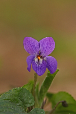 <i class='fa fa-user'></i>&nbsp;Cor&nbsp;|  Maarts Viooltje&nbsp; <i class='fa fa-eye'>&nbsp;91</i> &nbsp;<i class='fa fa-thumbs-up'>&nbsp;8</i> &nbsp; <i class='fa fa-comment-o'>&nbsp;9</i>