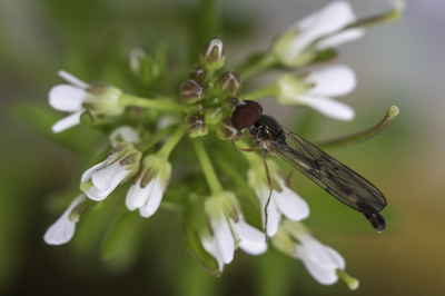 <i class='fa fa-user'></i>&nbsp;Martin Verbeeten&nbsp;|  Vliegende Speld&nbsp; <i class='fa fa-eye'>&nbsp;74</i> &nbsp;<i class='fa fa-thumbs-up'>&nbsp;1</i> &nbsp; <i class='fa fa-comment-o'>&nbsp;2</i>