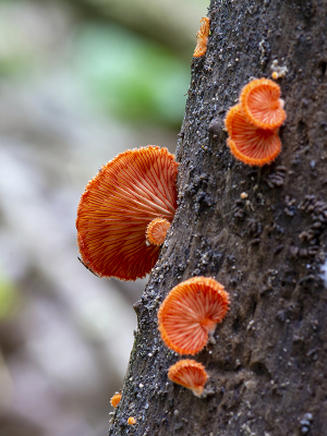 <i class='fa fa-user'></i>&nbsp;Mignon-Creative&nbsp;|  Rood Oorzwammetje&nbsp; <i class='fa fa-eye'>&nbsp;104</i> &nbsp;<i class='fa fa-thumbs-up'>&nbsp;2</i> &nbsp; <i class='fa fa-comment-o'>&nbsp;6</i>