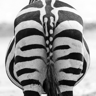 <i class='fa fa-user'></i>&nbsp;harrie69&nbsp;|  Gewone Zebra&nbsp; <i class='fa fa-eye'>&nbsp;117</i> &nbsp;<i class='fa fa-thumbs-up'>&nbsp;4</i> &nbsp; <i class='fa fa-comment-o'>&nbsp;10</i>