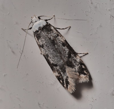 <i class='fa fa-user'></i>&nbsp;janvangastel&nbsp;|  Witkopmot&nbsp; <i class='fa fa-eye'>&nbsp;55</i> &nbsp;<i class='fa fa-thumbs-up'>&nbsp;2</i> &nbsp; <i class='fa fa-comment-o'>&nbsp;7</i>