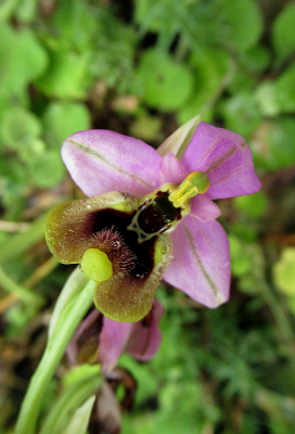 Zoals ik eerder al schreef, zijn we tijdens een vakantie in Andalusi prachtige orchiden tegen gekomen.