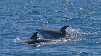 <i class='fa fa-user'></i>&nbsp;nelappelmelk&nbsp;|  Tuimelaar&nbsp; <i class='fa fa-eye'>&nbsp;139</i> &nbsp;<i class='fa fa-thumbs-up'>&nbsp;1</i> &nbsp; <i class='fa fa-comment-o'>&nbsp;3</i>