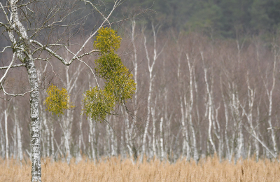 <i class='fa fa-user'></i>&nbsp;Eric Gibcus&nbsp;|  Maretak&nbsp; <i class='fa fa-eye'>&nbsp;118</i> &nbsp;<i class='fa fa-thumbs-up'>&nbsp;1</i> &nbsp; <i class='fa fa-comment-o'>&nbsp;1</i>