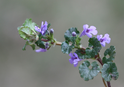 <i class='fa fa-user'></i>&nbsp;Paul Vandebroek&nbsp;|  Hondsdraf&nbsp; <i class='fa fa-eye'>&nbsp;74</i> &nbsp;<i class='fa fa-thumbs-up'>&nbsp;1</i> &nbsp; <i class='fa fa-comment-o'>&nbsp;4</i>