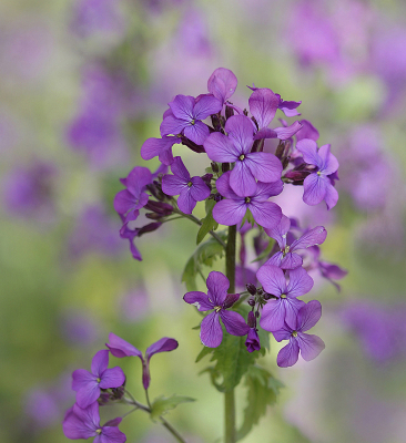 <i class='fa fa-user'></i>&nbsp;Nel R&nbsp;|  Wilde Judaspenning&nbsp; <i class='fa fa-eye'>&nbsp;82</i> &nbsp;<i class='fa fa-thumbs-up'>&nbsp;3</i> &nbsp; <i class='fa fa-comment-o'>&nbsp;5</i>