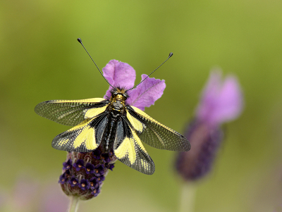 <i class='fa fa-user'></i>&nbsp;Mignon-Creative&nbsp;|  Gewone Vlinderhaft&nbsp; <i class='fa fa-eye'>&nbsp;137</i> &nbsp;<i class='fa fa-thumbs-up'>&nbsp;14</i> &nbsp; <i class='fa fa-comment-o'>&nbsp;9</i>