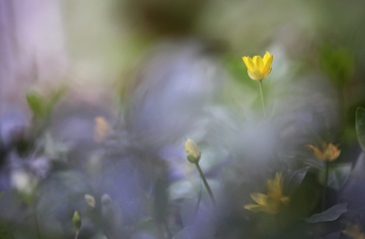 <i class='fa fa-user'></i>&nbsp;Pieter  LJ&nbsp;|  Gewoon Speenkruid&nbsp; <i class='fa fa-eye'>&nbsp;88</i> &nbsp;<i class='fa fa-thumbs-up'>&nbsp;7</i> &nbsp; <i class='fa fa-comment-o'>&nbsp;13</i>