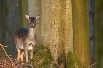 <i class='fa fa-user'></i>&nbsp;Eric Gibcus&nbsp;|  Damhert&nbsp; <i class='fa fa-eye'>&nbsp;85</i> &nbsp; <i class='fa fa-comment-o'>&nbsp;4</i>