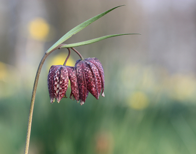 <i class='fa fa-user'></i>&nbsp;Paul Vandebroek&nbsp;|  Wilde Kievitsbloem&nbsp; <i class='fa fa-eye'>&nbsp;97</i> &nbsp;<i class='fa fa-thumbs-up'>&nbsp;8</i> &nbsp; <i class='fa fa-comment-o'>&nbsp;5</i>