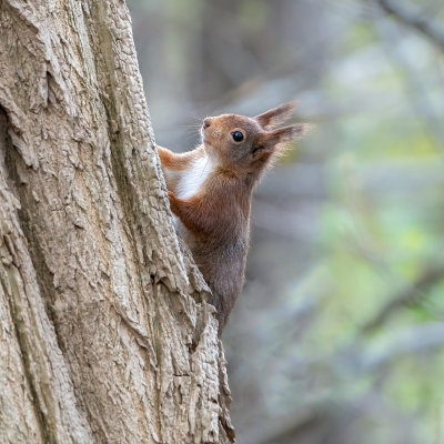 <i class='fa fa-user'></i>&nbsp;harrie69&nbsp;|  Eekhoorn&nbsp; <i class='fa fa-eye'>&nbsp;71</i> &nbsp;<i class='fa fa-thumbs-up'>&nbsp;1</i> &nbsp; <i class='fa fa-comment-o'>&nbsp;3</i>