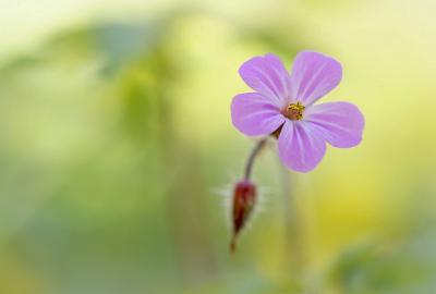 <i class='fa fa-user'></i>&nbsp;Nel R&nbsp;|  Robertskruid&nbsp; <i class='fa fa-eye'>&nbsp;58</i> &nbsp;<i class='fa fa-thumbs-up'>&nbsp;5</i> &nbsp; <i class='fa fa-comment-o'>&nbsp;5</i>