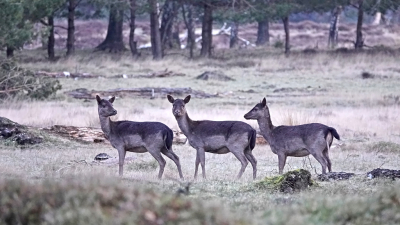 <i class='fa fa-user'></i>&nbsp;nelappelmelk&nbsp;|  Damhert&nbsp; <i class='fa fa-eye'>&nbsp;76</i> &nbsp;<i class='fa fa-thumbs-up'>&nbsp;1</i> &nbsp; <i class='fa fa-comment-o'>&nbsp;1</i>