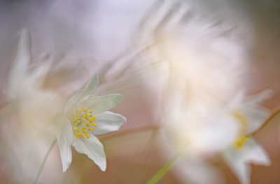 <i class='fa fa-user'></i>&nbsp;Pieter  LJ&nbsp;|  Bosanemoon&nbsp; <i class='fa fa-eye'>&nbsp;70</i> &nbsp;<i class='fa fa-thumbs-up'>&nbsp;3</i> &nbsp; <i class='fa fa-comment-o'>&nbsp;4</i>