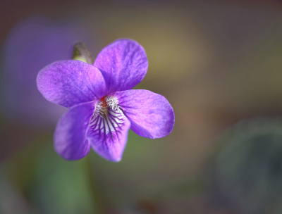 <i class='fa fa-user'></i>&nbsp;janvangastel&nbsp;|  Maarts Viooltje&nbsp; <i class='fa fa-eye'>&nbsp;48</i> &nbsp;<i class='fa fa-thumbs-up'>&nbsp;2</i> &nbsp; <i class='fa fa-comment-o'>&nbsp;4</i>