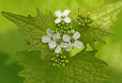 <i class='fa fa-user'></i>&nbsp;Cor&nbsp;|  Look-zonder-look&nbsp; <i class='fa fa-eye'>&nbsp;83</i> &nbsp;<i class='fa fa-thumbs-up'>&nbsp;6</i> &nbsp; <i class='fa fa-comment-o'>&nbsp;9</i>