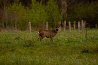 Tijdens het avond spotten kom je vaak de reen tegen in de kleine weitjes in het bos.