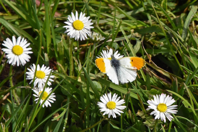 <i class='fa fa-user'></i>&nbsp;kooyammers&nbsp;|  Oranjetipje&nbsp; <i class='fa fa-eye'>&nbsp;76</i> &nbsp;<i class='fa fa-thumbs-up'>&nbsp;4</i> &nbsp; <i class='fa fa-comment-o'>&nbsp;5</i>