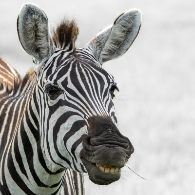 <i class='fa fa-user'></i>&nbsp;harrie69&nbsp;|  Gewone Zebra&nbsp; <i class='fa fa-eye'>&nbsp;71</i> &nbsp;<i class='fa fa-thumbs-up'>&nbsp;1</i> &nbsp; <i class='fa fa-comment-o'>&nbsp;0</i>