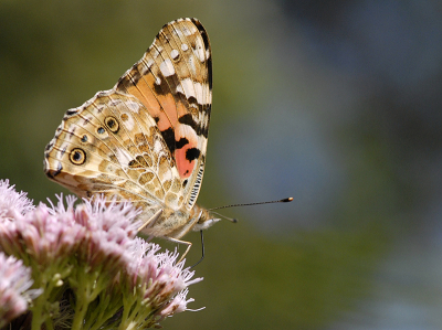 <i class='fa fa-user'></i>&nbsp;Mignon-Creative&nbsp;|  Distelvlinder&nbsp; <i class='fa fa-eye'>&nbsp;69</i> &nbsp;<i class='fa fa-thumbs-up'>&nbsp;3</i> &nbsp; <i class='fa fa-comment-o'>&nbsp;1</i>