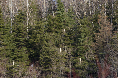 <i class='fa fa-user'></i>&nbsp;Jan Luit&nbsp;|  Sneeuwschade&nbsp; <i class='fa fa-eye'>&nbsp;86</i> &nbsp;<i class='fa fa-thumbs-up'>&nbsp;1</i> &nbsp; <i class='fa fa-comment-o'>&nbsp;3</i>