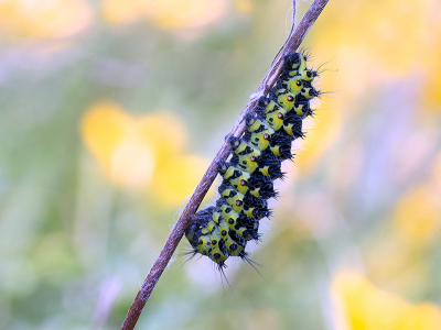 <i class='fa fa-user'></i>&nbsp;Mignon-Creative&nbsp;|  Nachtpauwoog&nbsp; <i class='fa fa-eye'>&nbsp;86</i> &nbsp;<i class='fa fa-thumbs-up'>&nbsp;3</i> &nbsp; <i class='fa fa-comment-o'>&nbsp;4</i>