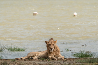 <i class='fa fa-user'></i>&nbsp;harrie69&nbsp;|  Leeuw&nbsp; <i class='fa fa-eye'>&nbsp;78</i> &nbsp; <i class='fa fa-comment-o'>&nbsp;1</i>