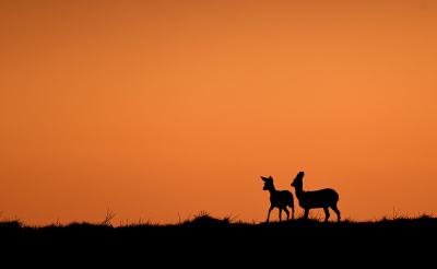 <i class='fa fa-user'></i>&nbsp;Eric Gibcus&nbsp;|  Ree&nbsp; <i class='fa fa-eye'>&nbsp;89</i> &nbsp;<i class='fa fa-thumbs-up'>&nbsp;2</i> &nbsp; <i class='fa fa-comment-o'>&nbsp;3</i>