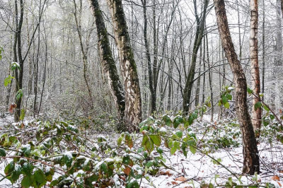 <i class='fa fa-user'></i>&nbsp;David&nbsp;|  Sneeuw op de laatste dag van maart&nbsp; <i class='fa fa-eye'>&nbsp;65</i> &nbsp;<i class='fa fa-thumbs-up'>&nbsp;1</i> &nbsp; <i class='fa fa-comment-o'>&nbsp;3</i>