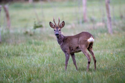 Een bok in een boswei. Ik ga vaak in de bossen rondom de Heimolen reen spotten.