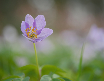 <i class='fa fa-user'></i>&nbsp;janvangastel&nbsp;|  Bosanemoon&nbsp; <i class='fa fa-eye'>&nbsp;60</i> &nbsp;<i class='fa fa-thumbs-up'>&nbsp;1</i> &nbsp; <i class='fa fa-comment-o'>&nbsp;4</i>