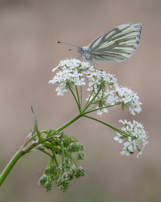 <i class='fa fa-user'></i>&nbsp;Johan van Gurp&nbsp;|  Klein Geaderd Witje&nbsp; <i class='fa fa-eye'>&nbsp;60</i> &nbsp;<i class='fa fa-thumbs-up'>&nbsp;2</i> &nbsp; <i class='fa fa-comment-o'>&nbsp;2</i>