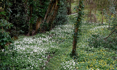 <i class='fa fa-user'></i>&nbsp;nelappelmelk&nbsp;|  Bloemenlandschap&nbsp; <i class='fa fa-eye'>&nbsp;95</i> &nbsp; <i class='fa fa-comment-o'>&nbsp;5</i>