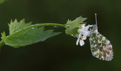 <i class='fa fa-user'></i>&nbsp;Ad Sprang&nbsp;|  Oranjetipje&nbsp; <i class='fa fa-eye'>&nbsp;143</i> &nbsp;<i class='fa fa-thumbs-up'>&nbsp;10</i> &nbsp; <i class='fa fa-comment-o'>&nbsp;10</i>