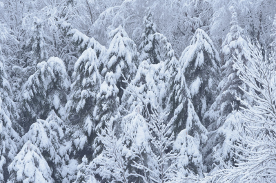 <i class='fa fa-user'></i>&nbsp;Jan Luit&nbsp;|  Sneeuw&nbsp; <i class='fa fa-eye'>&nbsp;64</i> &nbsp;<i class='fa fa-thumbs-up'>&nbsp;2</i> &nbsp; <i class='fa fa-comment-o'>&nbsp;0</i>